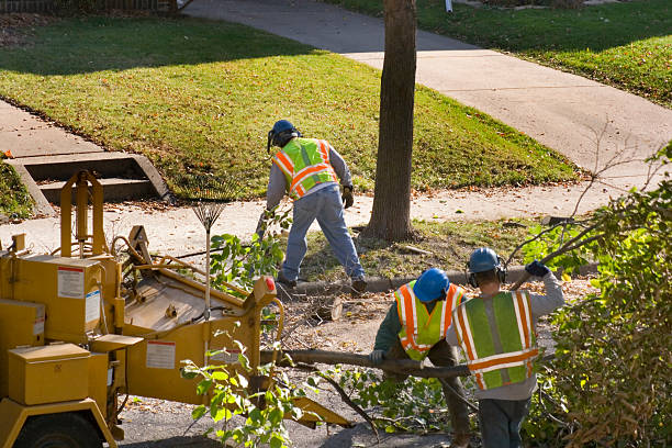 Professional Tree Service in Sumas, WA